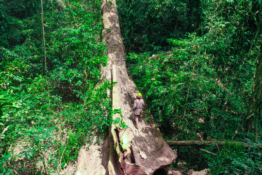 Aerial view of a worker wearing a hard hat walking along a massive fallen tree trunk in the dense tropical rainforest of Sefwi Bekwai, Western North Region, Ghana.