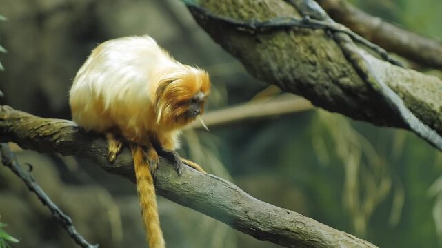 Golden lion tamarin monkey perched on tree branch observing its surroundings.