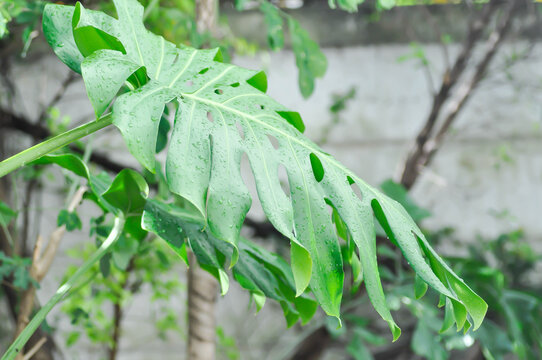 Monstera, Hurricane plant or Swiss cheese plant and rain droplet or dew drop