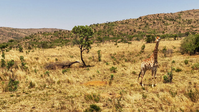 Aerial view of a giraffe standing in the open African savanna surrounded by dry grassland and scattered trees in Kruger Park, Mpumalanga, South Africa.