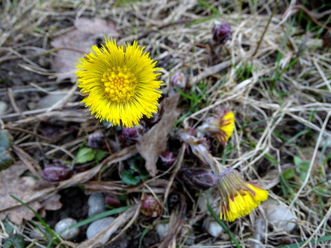 Blooming yellow coltsfoot flower growing on dry grass and soil in early spring forest