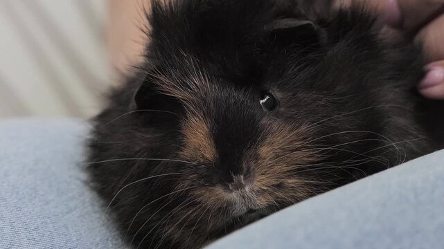 Cute black and brown guinea pig resting on human lap being petted with care
