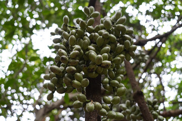 Cluster of green tropical fruits growing on a tree trunk © Bookliao