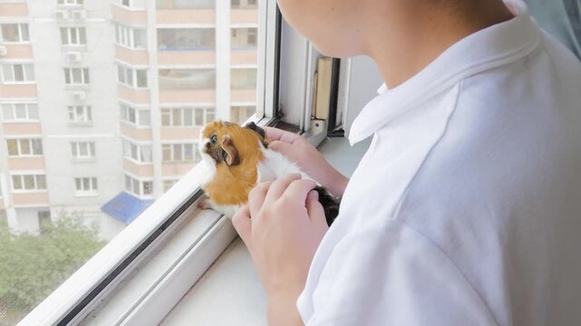 Child holding and petting a cute guinea pig while looking out the apartment window at the city view