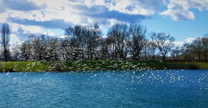 Flock of seagull fly above the lake and blue sky with a clouds, migratory seabirds background