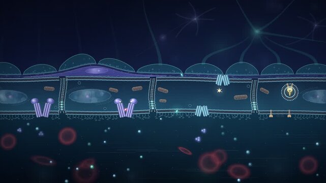 Blood Brain Barrier Capillary Cross Section Molecular Transport Seamless Loop