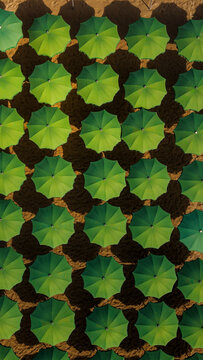 Aerial view of green beach umbrellas arranged in a neat grid pattern on the sandy beach in Cervia, Emilia-Romagna, Italy.