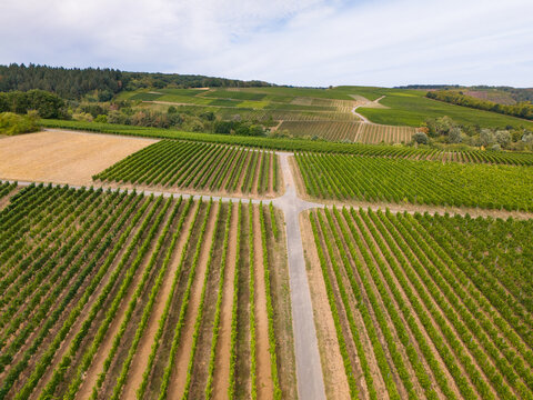Aerial view of lush green vineyards in the Moselle valley with neat rows of vines and a rural road intersecting the landscape in Trier-Saarburg, Rhineland-Palatinate, Germany.