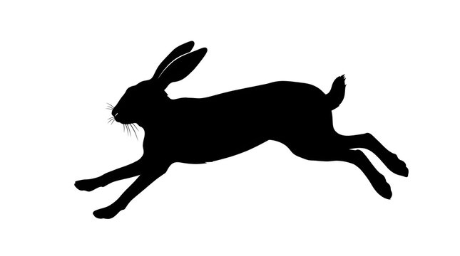 Silhouette of a Running Hare on White Background