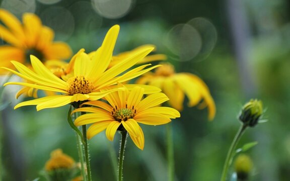Yellow flower with open petals on the green background with bokeh effect , wildflower background