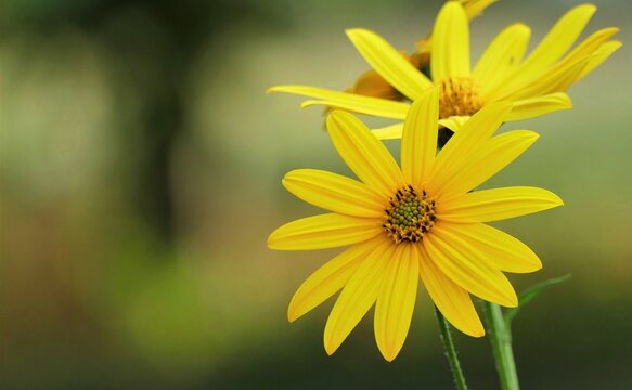 Yellow flower with open petals on the green background with bokeh effect , wildflower background