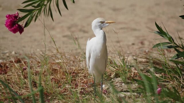 Cattle egret standing still in tropical garden near blooming pink oleander flower.