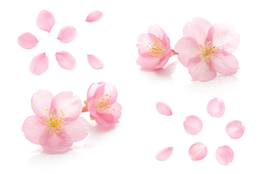桜 花びら ピンク 春 白 背景 セット