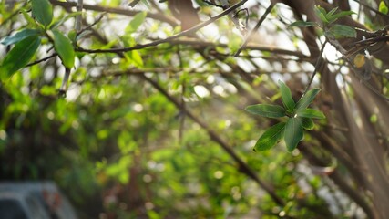Sunlight filtering through lush green tree leaves and branches during a golden hour sunset, creating a soft bokeh background and peaceful atmosphere in a natural garden setting. © Silmiart