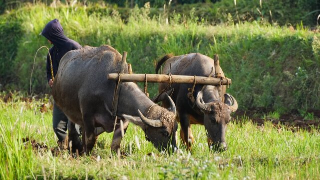 Traditional Asian farmer plowing a green agricultural field using two water buffaloes with a wooden yoke, practicing sustainable and manual farming techniques in a rural countryside landscape.