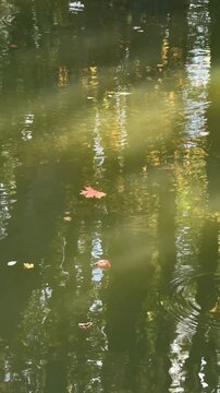 On the surface of the quiet pond, reflecting the blurred silhouettes of the trees, fallen autumn leaves drift lazily, tinged with warm crimson and gold hues.