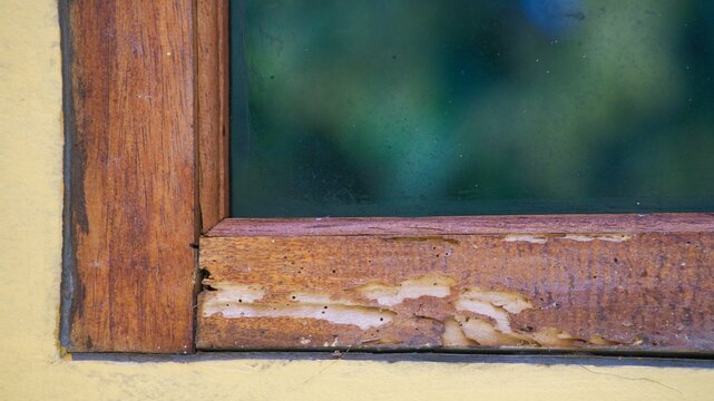 Detailed view of severe termite damage on a wooden window frame showing significant decay, wood-boring insect holes, and structural rot in an old residential building needing pest control.