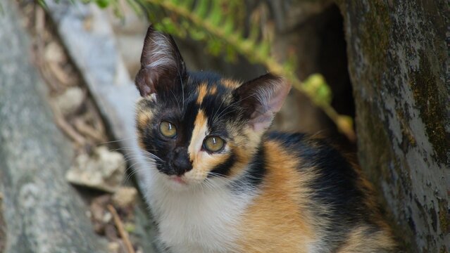 Adorable calico kitten with unique tortoiseshell facial markings sitting outdoors near a stone wall and green plants, looking directly at the camera with curious eyes, cute domestic shorthair cat