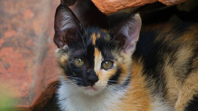 Close up of a cute calico kitten with a unique split-face pattern peeking from under terracotta roof tiles, curious stray cat with beautiful bi-color facial markings looking at camera