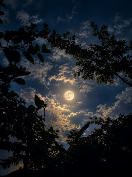 Bright full moon glowing in the night sky framed by tree silhouettes and dramatic clouds
