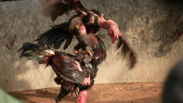 Cockfighting in Hanoi, Vietnam. Rooster Fight is a Traditional cultural Attraction for Local Villagers. Asian rooster fighting