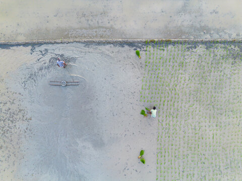 Aerial view of farmers working in a flooded rice paddy field with one man leveling the mud and another planting green seedlings in Akkelpur, Rajshahi Division, Bangladesh.