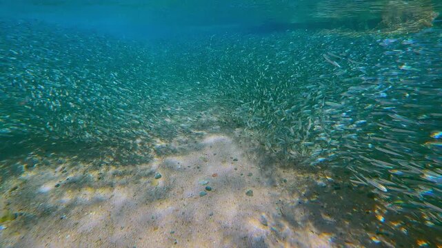 Massive school of silversides closes gap in their solid living wall. School of thousands of Silversides Atherina fish, glittering in midday sun, have gathered in megaschool for their spawning run.