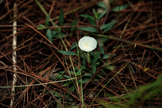 Close up of fragile dapperling mushroom Leucocoprinus fragilissimus growing under pine needles