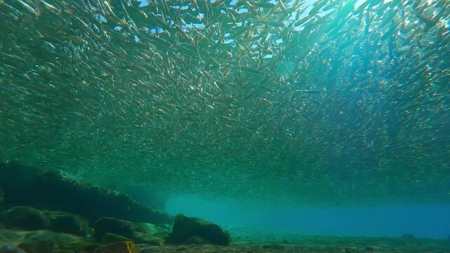 Solid gray cloud of Hardyhead Silversides Atherina, fills shallows at surface water at spawning run season. Sun shimmers through them, backlighting fish and producing glare on lens