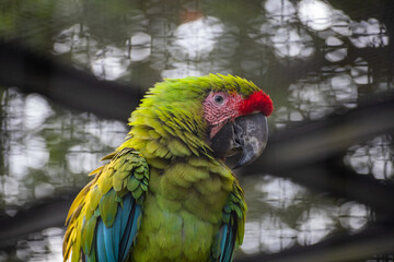 Detailed shot of an exotic military macaw showing red forehead feathers © Anja