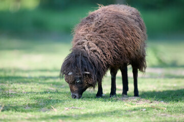 A dark brown ouessant sheep with thick, woolly fleece grazes peacefully on a lush green field. © erwin