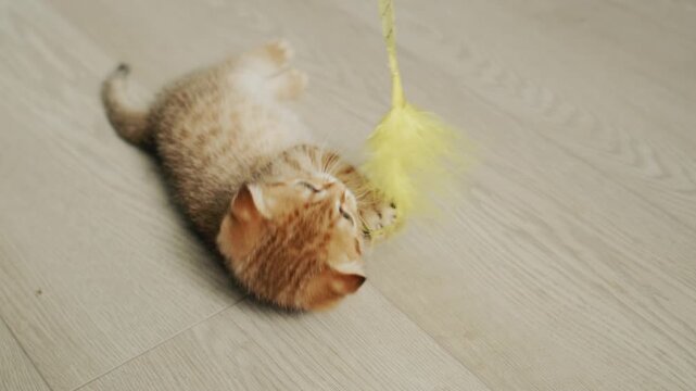 A cute red ginger kitten with blue eyes lying on light floor and playing with yellow feather toy, adorable cat in motion footage.