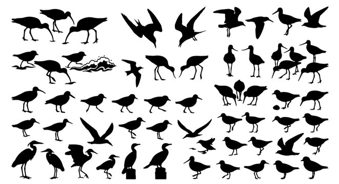 Shorebirds silhouettes set with various species feeding and standing, nature for logo and print