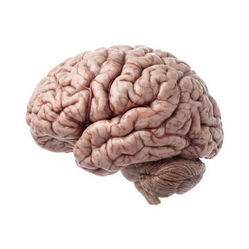 Detailed human brain anatomy structure rendering isolated on transparent background