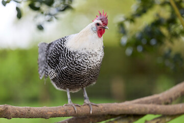 A close-up of a striking black and white braekel chicken perched on a wooden branch outdoors against a soft green foliage background. © erwin