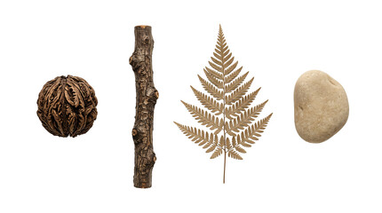 Natural elements including dry fern leaf, wooden branch, textured seed pod, and smooth stone on transparent background © Hossain