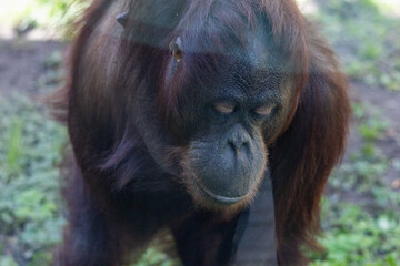 Close-up portrait of an orangutan looking away in a zoo enclosure © Anja