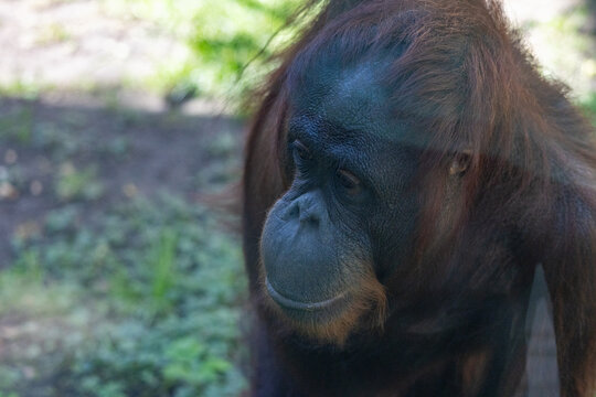 Thoughtful expression on the face of a captive orangutan in a zoological park