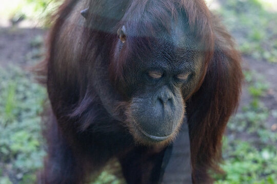 Close-up portrait of an orangutan looking away in a zoo enclosure