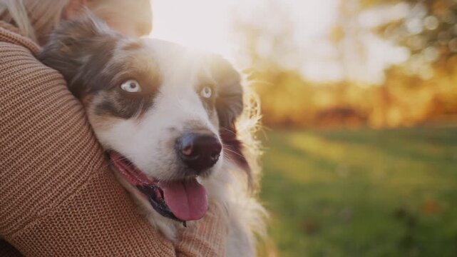 Woman hugging beautiful australian shepherd dog with blue eyes outdoors in autumn park at sunset.