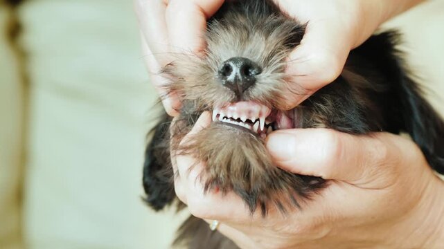 Close up hands showing a cute black miniature schnauzer puppy's sharp teeth and healthy gums as pet owner checks dog's oral hygiene.