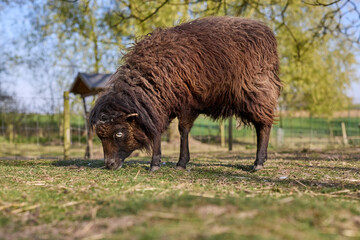 A fluffy brown ouesant sheep with long fleece grazes peacefully on a green pasture on a sunny day at a farm. © erwin