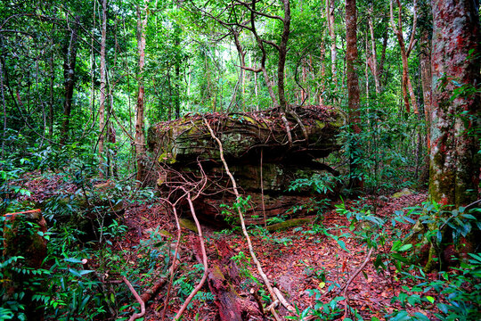 Moss-covered rock formation surrounded by dense green forest with exposed roots and red leaf litter on forest floor