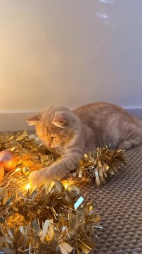 The cat curiously reaches out with its paw towards the golden tinsel with lights and Christmas balls, bathed in the warm glow of homey comfort.