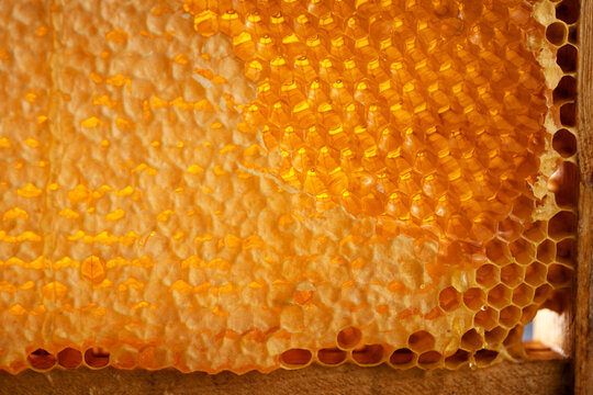 Wooden beehive frame with honeycombs. Combs full of honey, some with wax caps cut off.