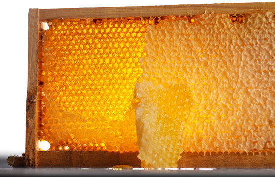 Wooden beehive frame with honeycombs. Combs full of honey, some with wax caps cut off.