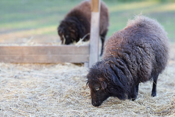 Two fluffy black ouessant sheep with thick dark wool grazing on straw near a wooden feeder on a farm. © erwin