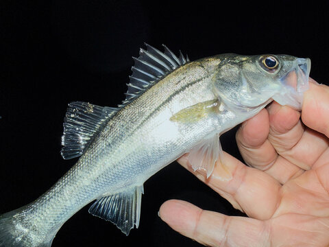 手で持ち上げた新鮮なシーバス（スズキ・セイゴ）の魚体