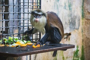 Mona monkey sitting on a wooden board with fresh lettuce in front of a wire mesh fence © Anja