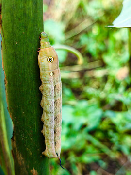 A caterpillar from the sphinx moth or hawkmoth family (family Sphingidae), which closely resembles the larva of the Silver-striped Hawkmoth (Hippotion celerio). 